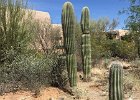 Desert Museum Juvenile Saguaro